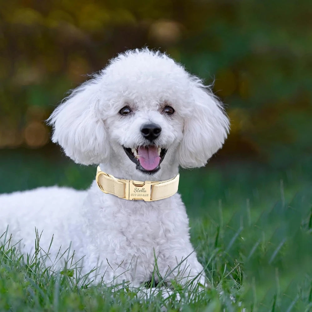 Personalized Velvet Dog Collar