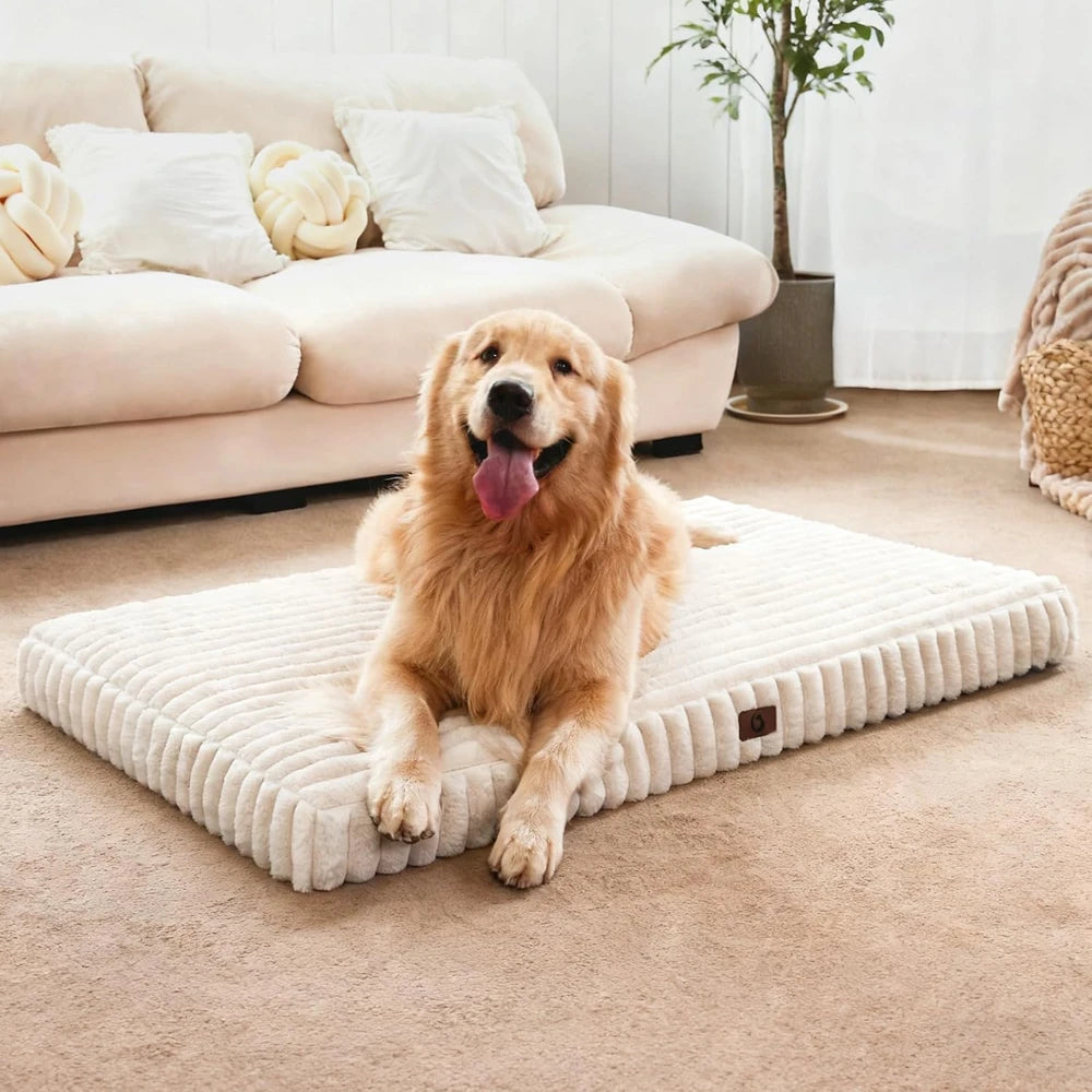 Orthopedic Foam Dog Bed