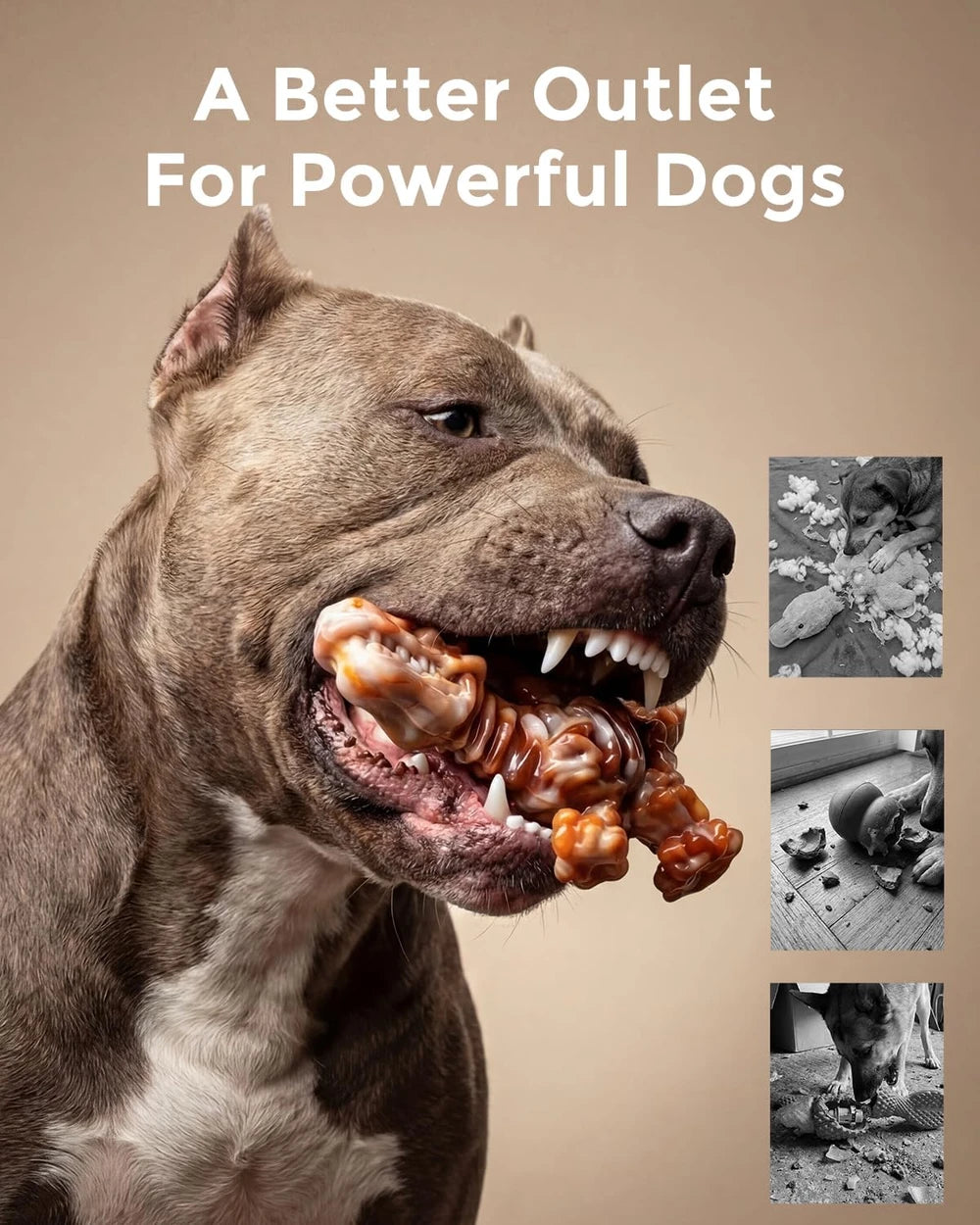 DinoBone Nylon Chew Toys